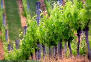 Mallorca wineries you should visit