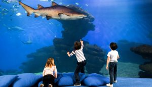 A view of the big shark tank in Palma aquarium