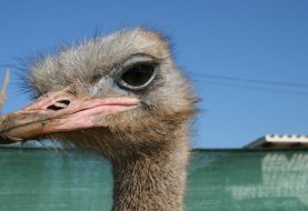 Ostrich Farm - Artestruz Mallorca