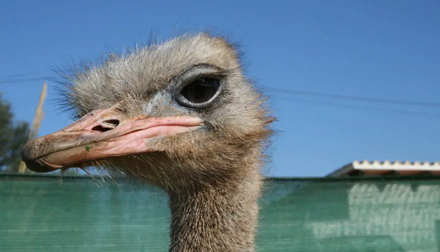 Ostrich Farm – Artestruz Mallorca